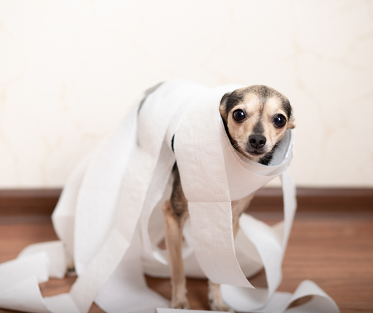 Hnačka u psa a mačky: Kedy spozornieť a ako rýchlo pomôcť?