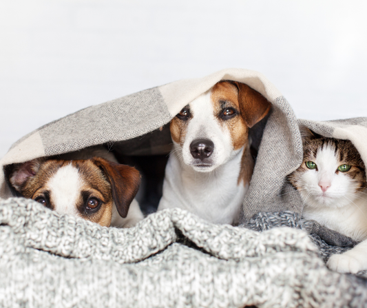 Stres nie je len ľudská záležitosť: Ako pomôcť psovi či mačke nájsť stratenú rovnováhu?