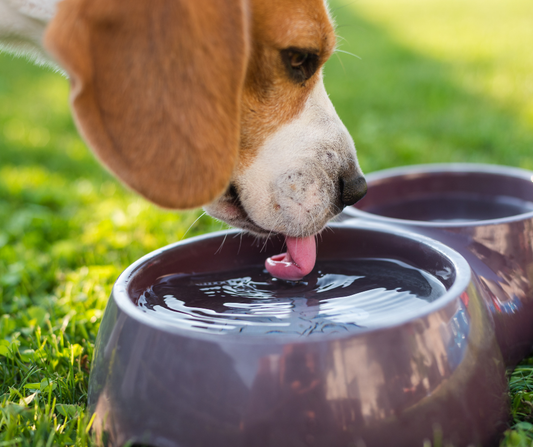 Obličky a močové cesty: Prečo je správne pH a fungujúca filtrácia základom zdravia?