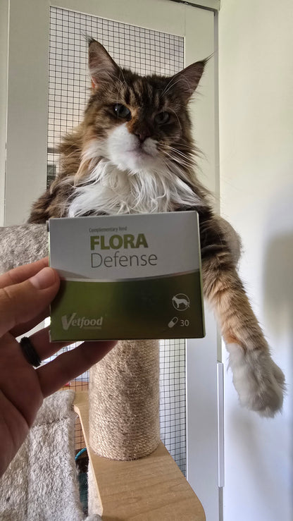 Produkt Vetfood Flora Defense spolu s mačkou, ktorá leží na škrabadle.
